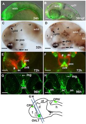 Development of Circumventricular Organs in the Mirror of Zebrafish Enhancer-Trap Transgenics